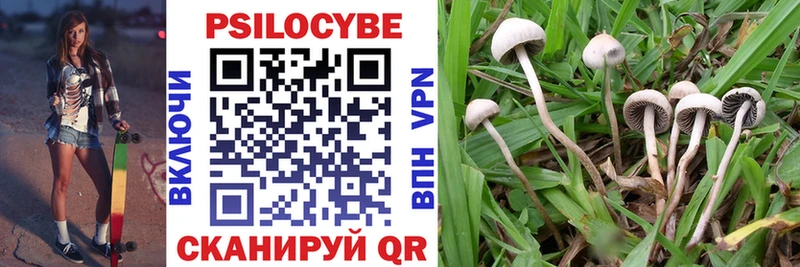 Псилоцибиновые грибы Psilocybine cubensis  Кораблино 